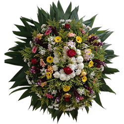 coroa_premium